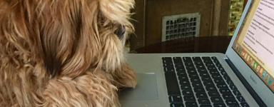 Azienda Pet-Friendly - foto1